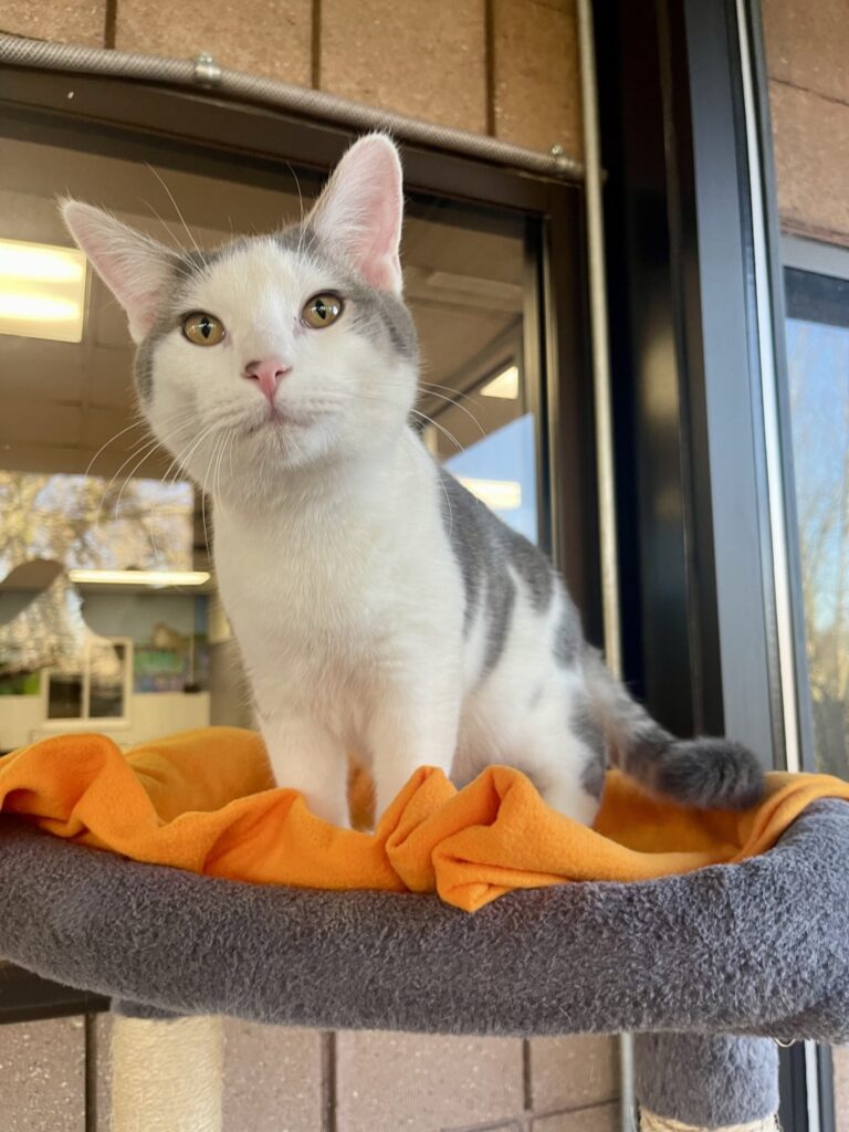 (Community Matters 166) Wiggly Tail: Meet Milton! And What Happens When There are Too Many Pets in the Home