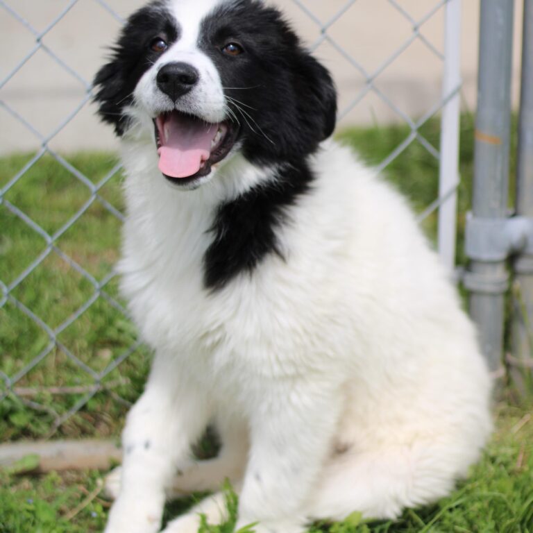 (Community Matters 188) Wiggly Tail: Meet Asha! The Giant Puppy in Waiting