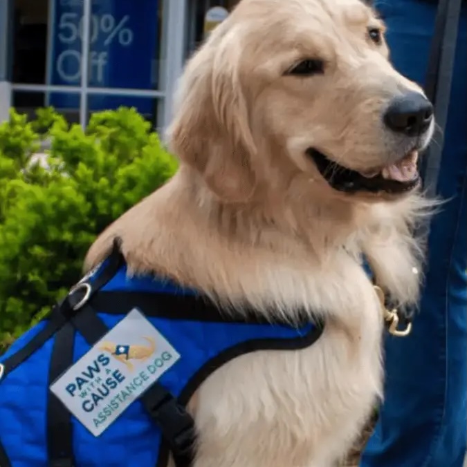 (Community Matters 190) Customized Service Dogs to Fit Any Need