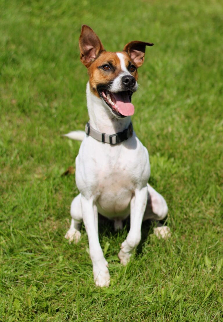 (Community Matters 210) Wiggly Tail: Kip, The Dog Voted Most Energetic and Why Halloween Can Be Spooky for Your Pets